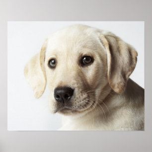 Póster Retrato do filhote de cachorro louro de labrador