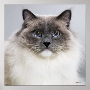 Póster Retrato do gato de Ragdoll