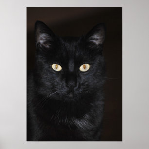 Poster Retrato do gato preto