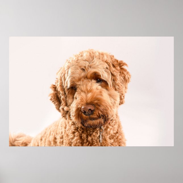 Poster Retrato do Goldendoodle Studio (Frente)
