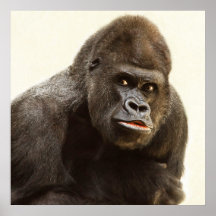 Retrato do gorila Silverback