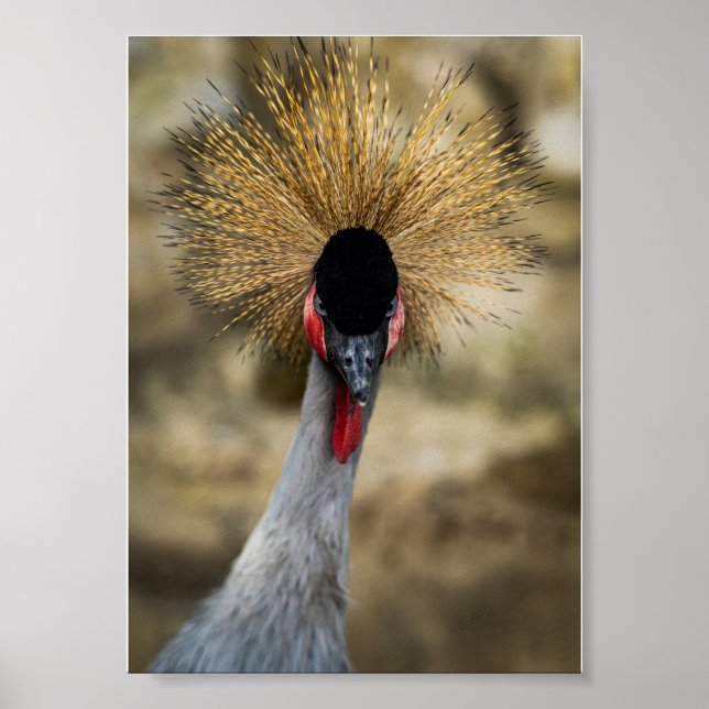 Poster Retrato do Grou-cinzento com Crista Dourada (Frente)