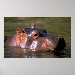 Póster Retrato do Hippopotamus das lições da natação