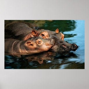 Póster Retrato do Hippopotamus do cuidado de uma mãe