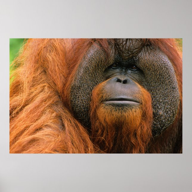 Poster Retrato do Orang-utango Macho, Geórgia, EUA (Frente)