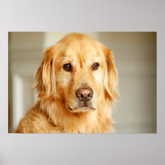 Poster Retrato do ouro Retriever (Frente)