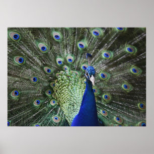 Poster Retrato do pavão com penas para fora