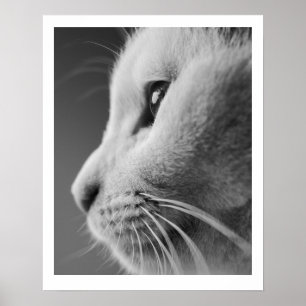 Poster Retrato do perfil do gato bonito - preto e branco