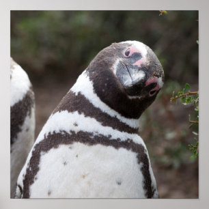 Póster Retrato do pinguim de Magellanic