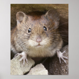 Póster Retrato do rato