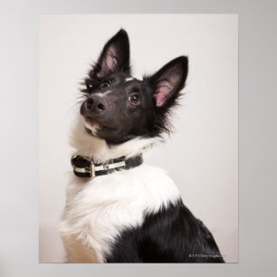 Poster Retrato do sheepdog de Shetland preto e branco