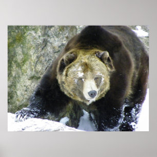 Póster Retrato do urso de urso na neve
