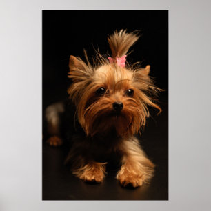 Póster Retrato do yorkshire terrier