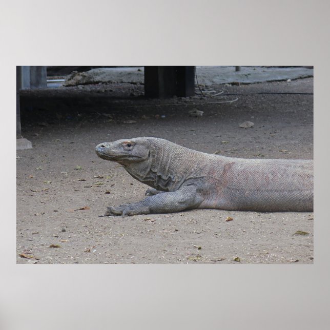 Poster Retrato Dragão (Frente)