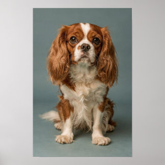Poster Retrato Dusty Blue do Cavalier King Charles Spanie