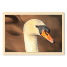 Retrato Elegante da Cabeça de Cisne