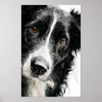 retrato em aquarela de border collie
