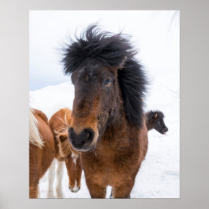 Póster Retrato Engraçado de Cavalo Islandês