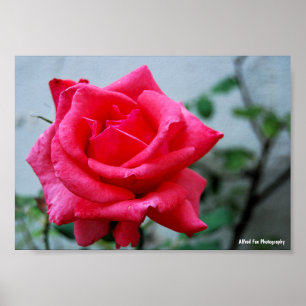 Poster Retrato Floral Rosa Cor-de-Rosa