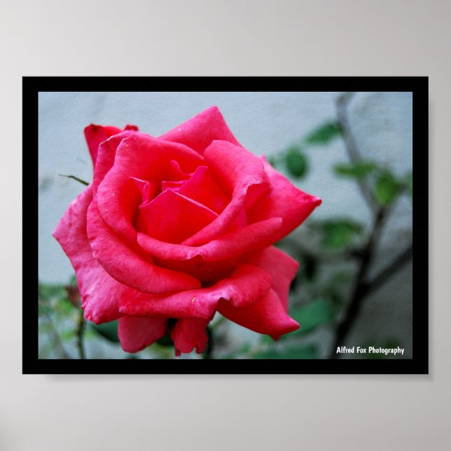 Poster Retrato Floral Rosa Cor-de-Rosa (Frente)