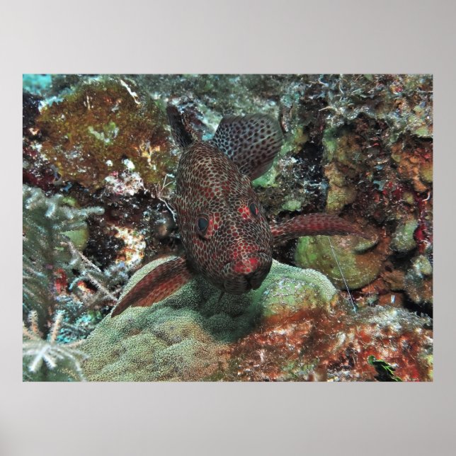 Poster Retrato Graysby (Frente)