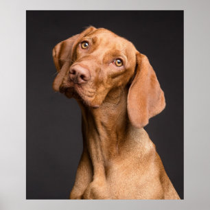 Poster Retrato impressionante para cães vizinhas em fund