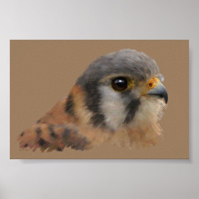 Póster Retrato Kestrel Americano (Frente)