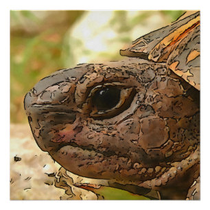 Póster Retrato Lado A Lado De Uma Tartaruga Turca