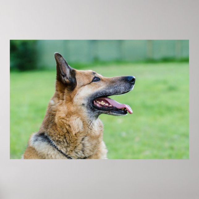 Poster Retrato lateral do german shepherd (Frente)