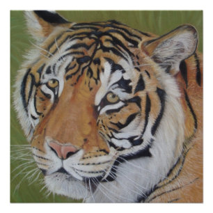 Póster retrato original da fauna selvagem do tigre