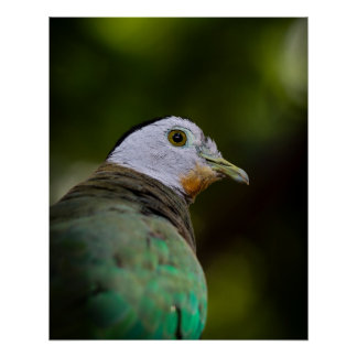 Póster Retrato para fotografia de aves tropicais - Porta 