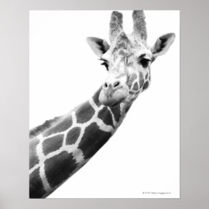 Póster Retrato preto e branco de um girafa