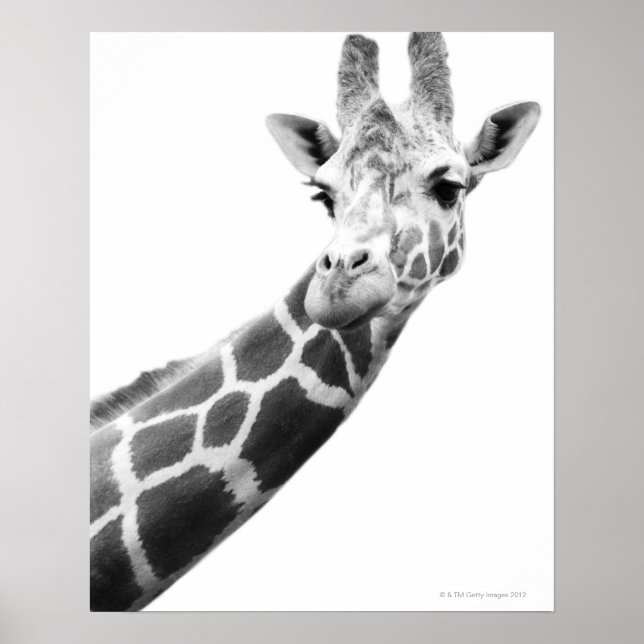 Póster Retrato preto e branco de uma girafa (Frente)