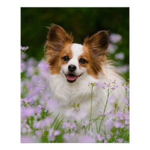 Póster Retrato romântico bonito do cão de Papillon, fot