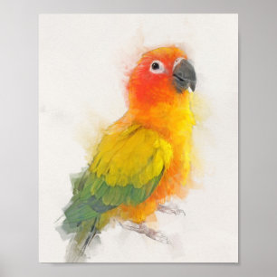 Poster Retrato Sun Conure