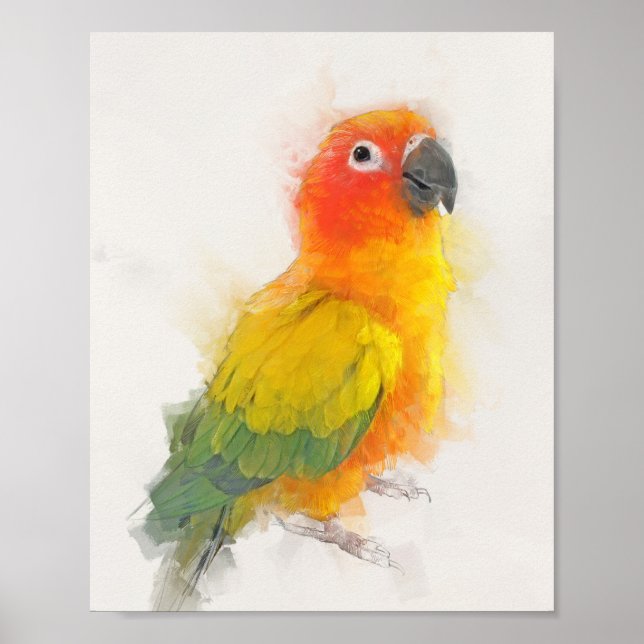Poster Retrato Sun Conure (Frente)