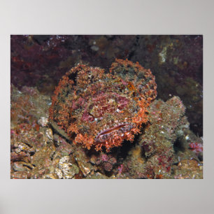 Poster Retrato Tailandês Scorpionfish