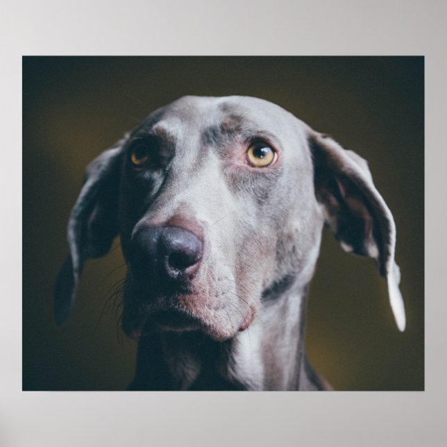 Poster Retrato Weimaraner (Frente)