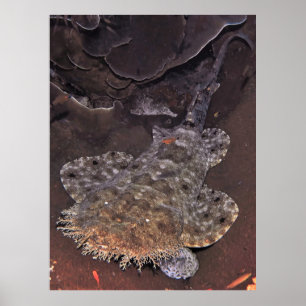 Poster Retrato Wobbegong