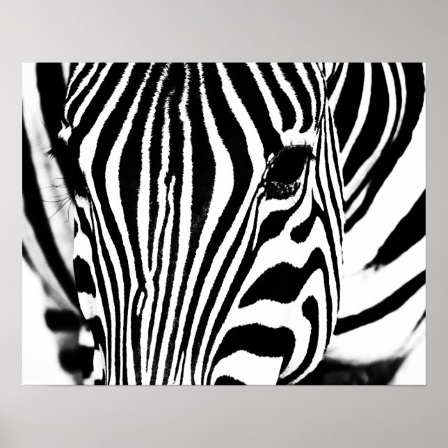 Poster Retrato zebra preto e branco (Frente)