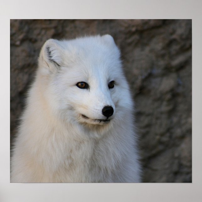 Poster Retratos do Ártico (Frente)