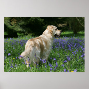 Poster Retreiver dourado nas flores
