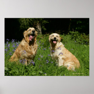 Póster Retreivers dourado na grama