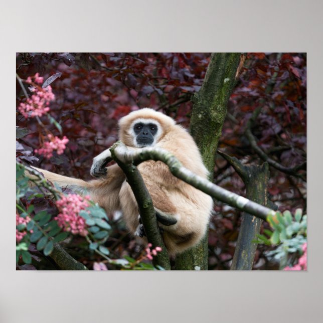 Poster Retretação de Escarlate de Lar Gibbon (Frente)