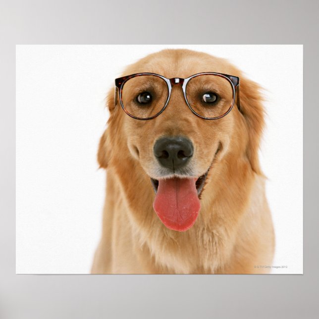 Póster Retriever de ouro 3 (Frente)