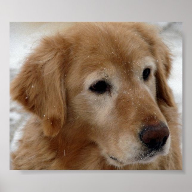 Poster Retriever de ouros na neve (Frente)