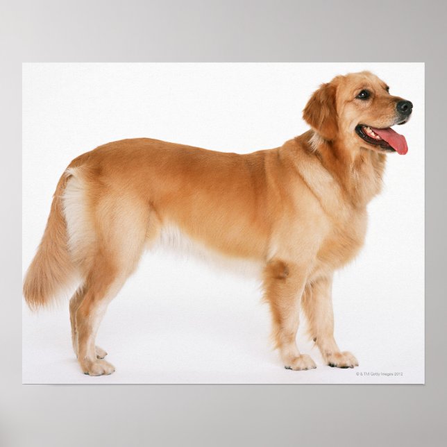 Poster Retriever Dourado (Frente)