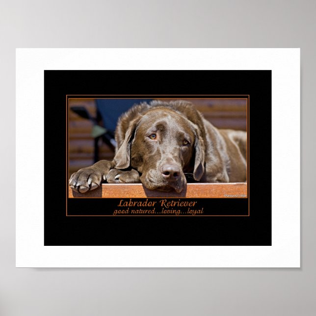 Póster Retriever Labrador (Frente)