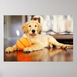 Poster Retriever ouro Com Brinquedo De Basquete