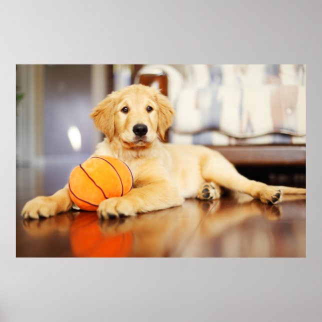 Poster Retriever ouro Com Brinquedo De Basquete (Frente)